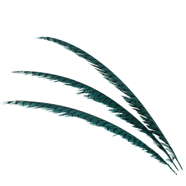 Pheasant Zebra Overdyed 30"+ — H3 Teal
