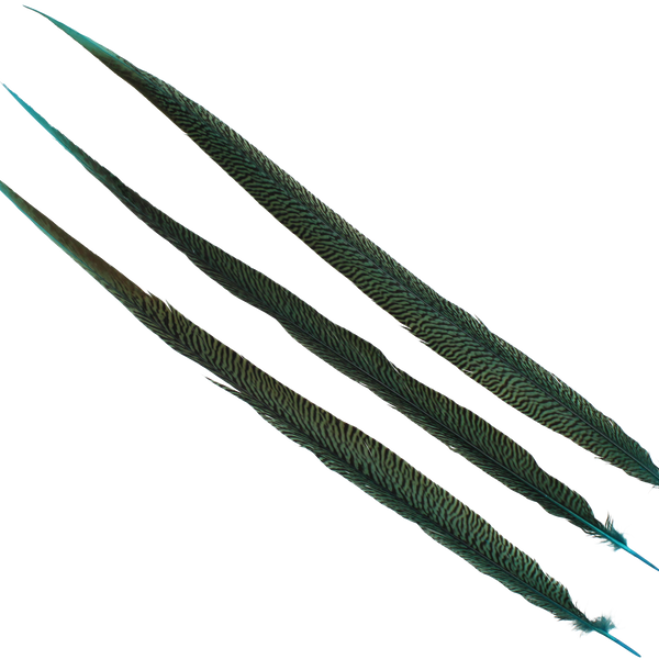 Pheasant Goldentail Overdyed 28-30" — H4 Teal