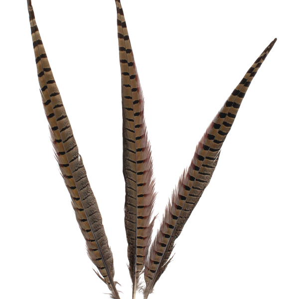 Ringneck Natural 14-16"