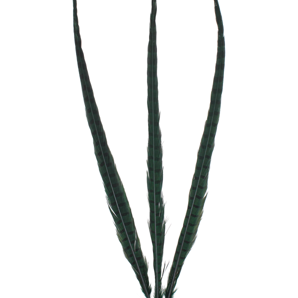 Pheasant Ringneck Overdyed 20"+ — H9 Emerald