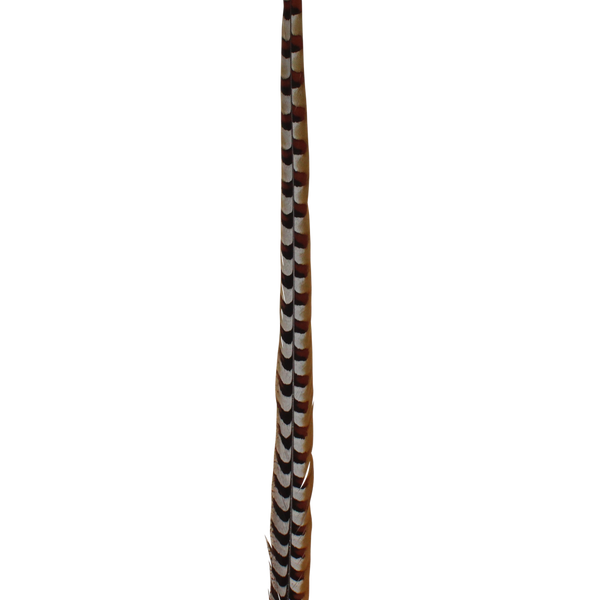 Pheasant Reeves Natural 18-20"