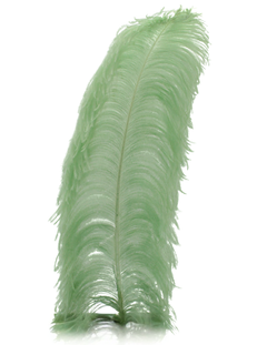 Sage