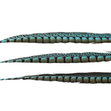 Pheasant Lady Amhurst Overdyed 25"+ — H12 Aqua