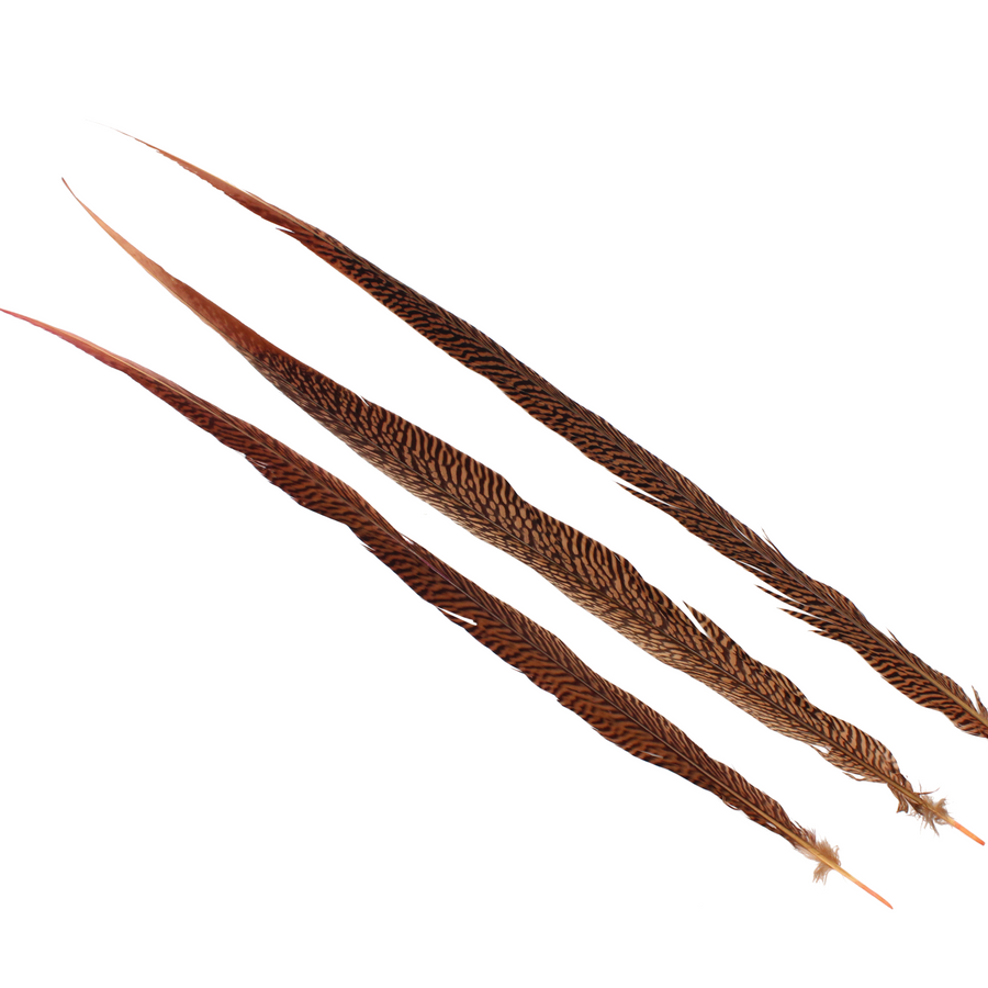 Pheasant Goldentail Overdyed 28-30" H111 Coral