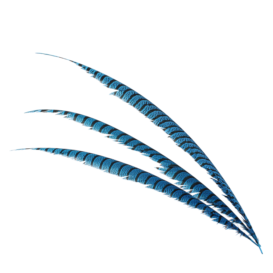Pheasant Zebra Overdyed 30"+ H100 Turquoise
