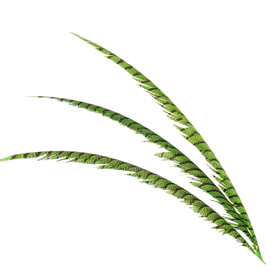 Pheasant Zebra Overdyed 30"+ H101 Lime