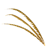 Pheasant Zebra Overdyed 30"+ — H38 Gold