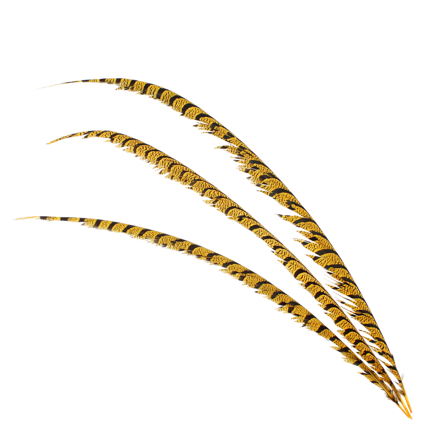 Pheasant Zebra Overdyed 30"+ H38 Gold