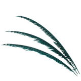 Pheasant Zebra Overdyed 30"+ — H3 Teal