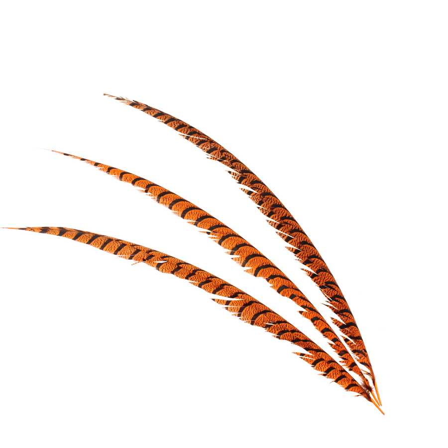 Pheasant Zebra Overdyed 30"+ H62 Orange