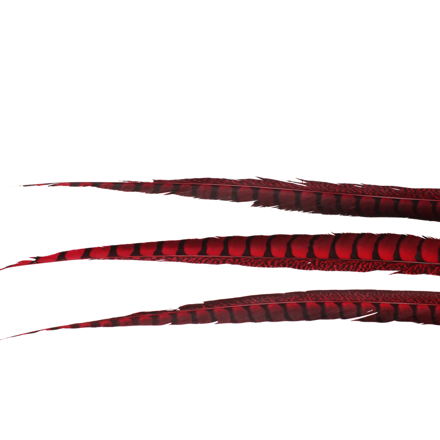 Pheasant Lady Amhurst Overdyed 25"+ H72 Red