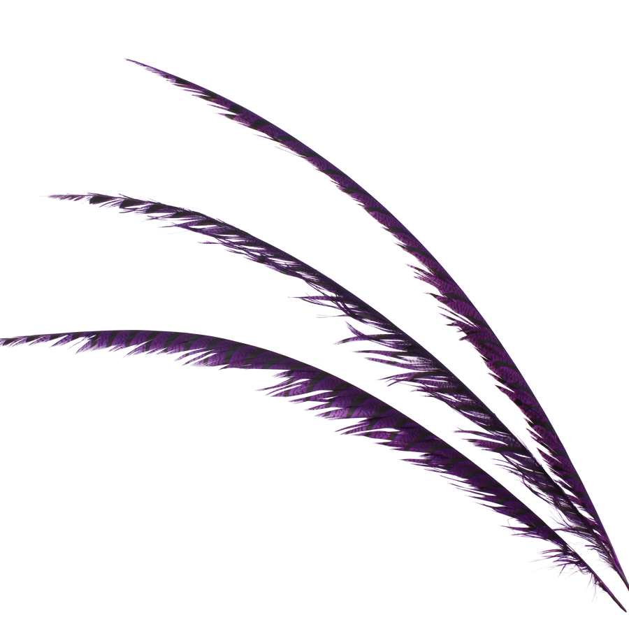 Pheasant Zebra Overdyed 30"+ H75 Purple