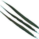 Pheasant Goldentail Overdyed 28-30" — H4 Teal