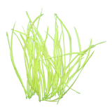Biots