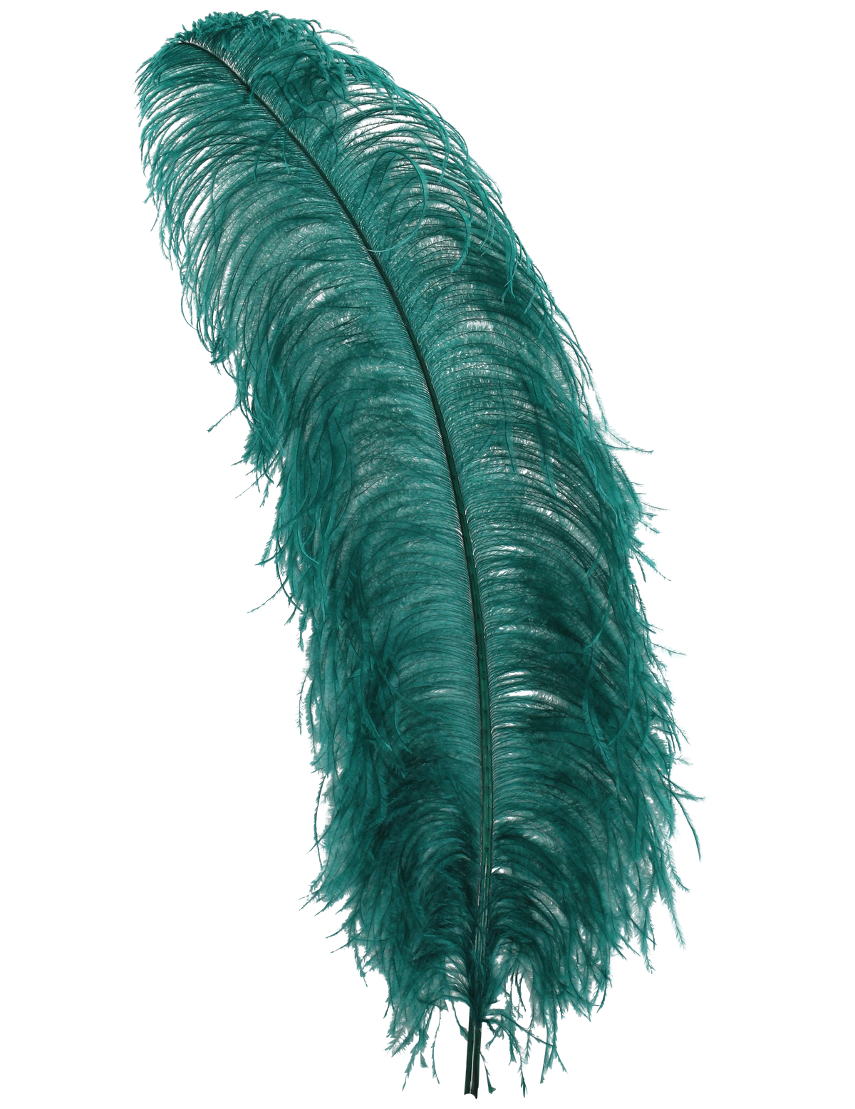 Ostrich Wing Plumes 1st Quality 20"+ — H3 Teal