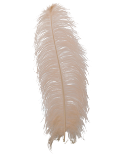 H58 Apricot