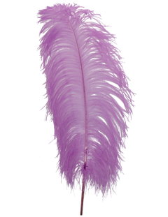 H74 Lilac
