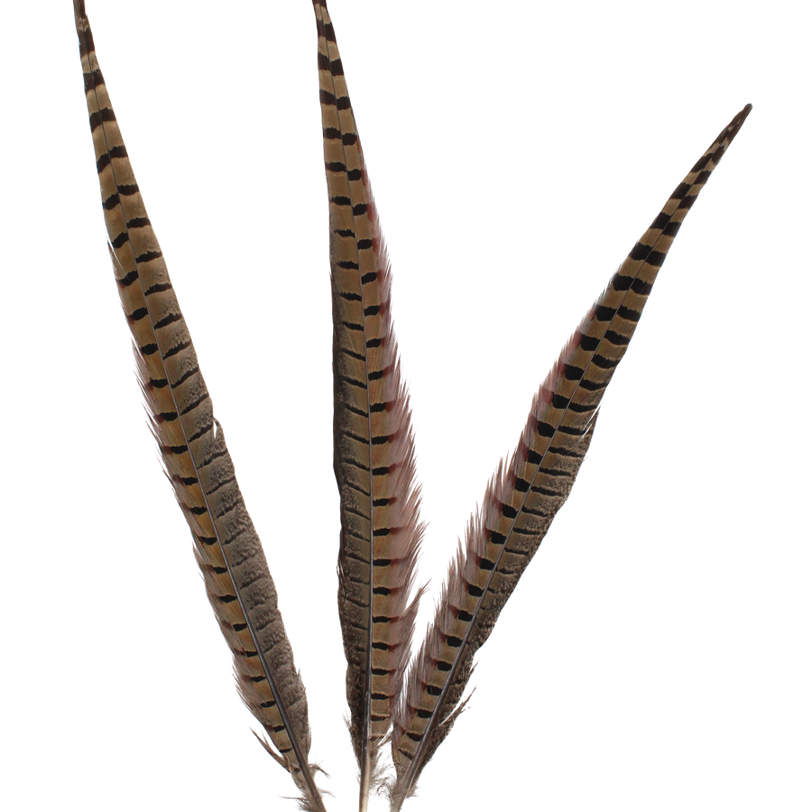 Ringneck Natural 14-16"