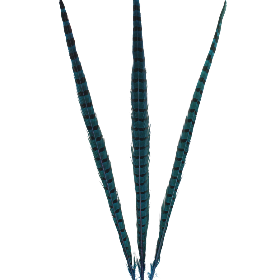 Ringneck Overdyed 20" + H100 Turquoise