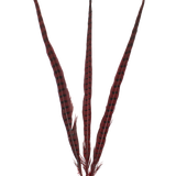 Pheasant Ringneck Overdyed 20"+ — H72 Red