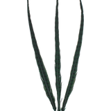 Pheasant Ringneck Overdyed 20"+ — H9 Emerald