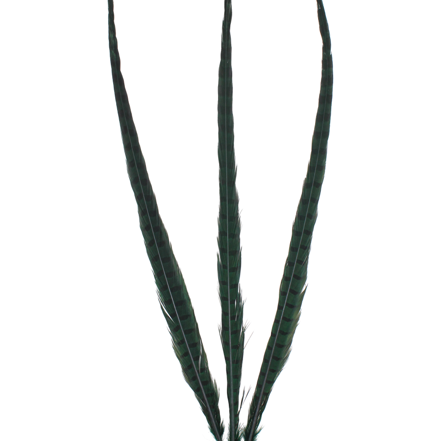 Pheasant Ringneck Overdyed 20"+ — H9 Emerald