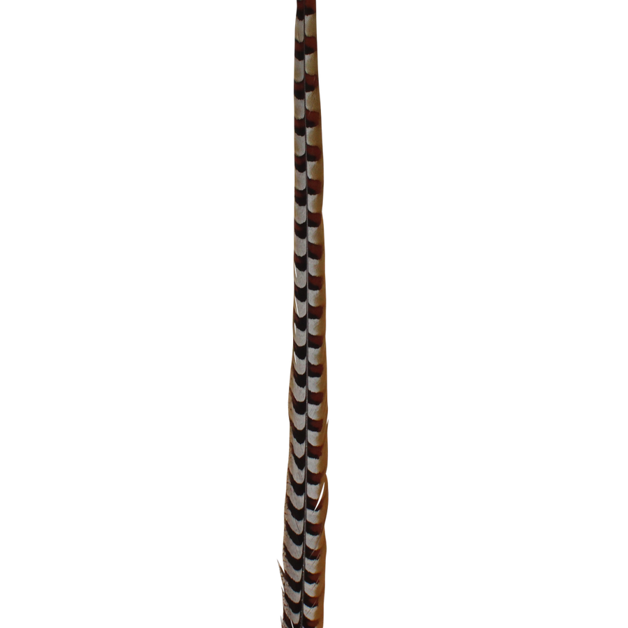 Pheasant Reeves Natural 18-20"