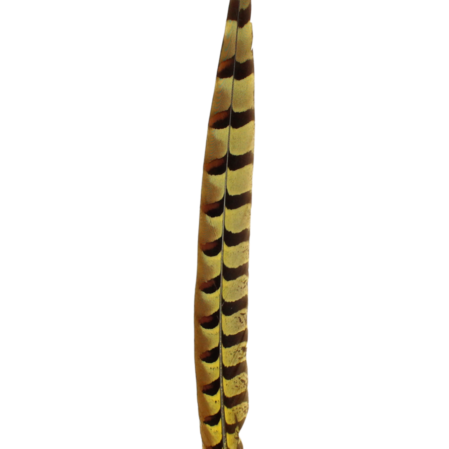 Pheasant Reeves Overdyed 18-20" H36 Yellow