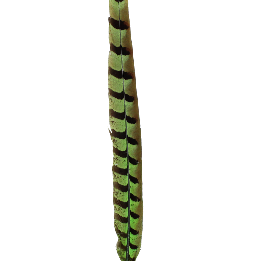Pheasant Reeves Overdyed 18-20" H101 Lime
