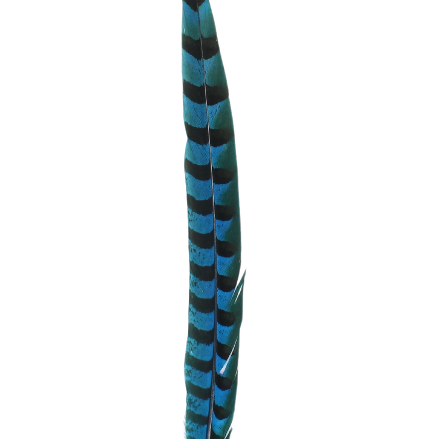 Pheasant Reeves Overdyed 18-20" H100 Turquoise