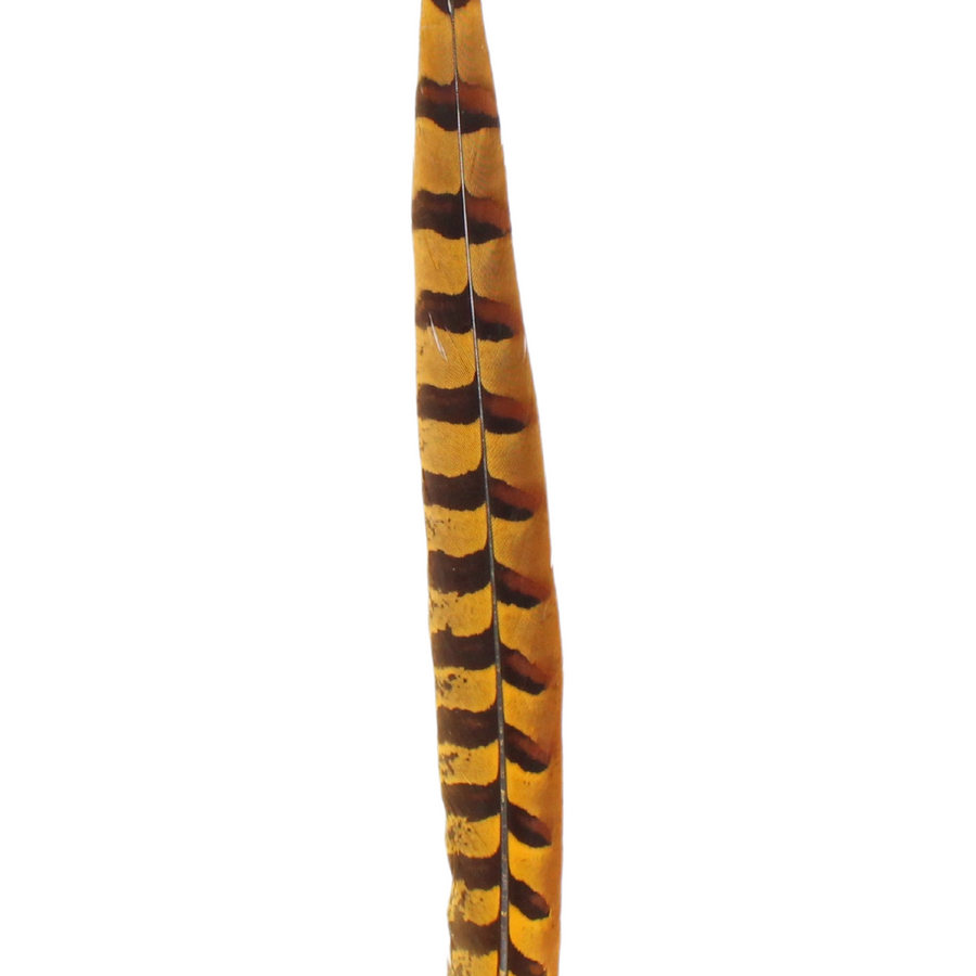 Pheasant Reeves Overdyed 18-20" H38 Gold